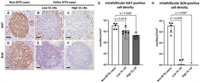 Lethal severe fever with thrombocytopenia syndrome virus infection causes systemic germinal centre failure and massive T cell apoptosis in cats